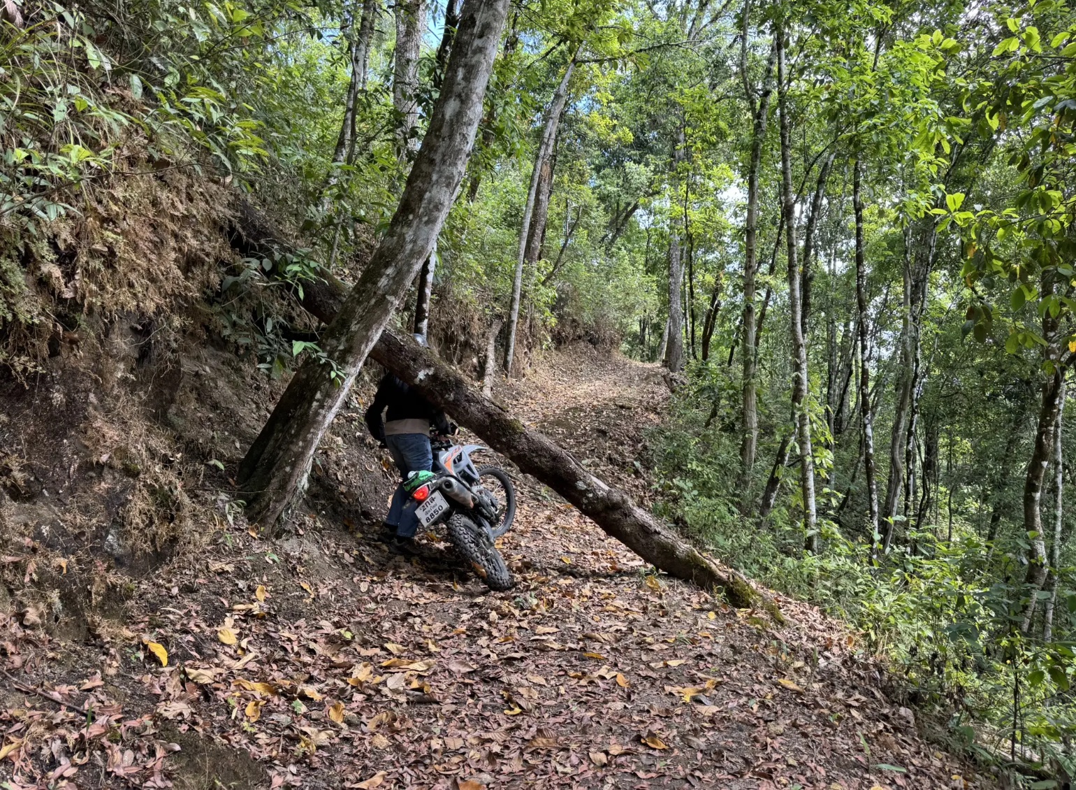 Lampang Fallen Trees Loop